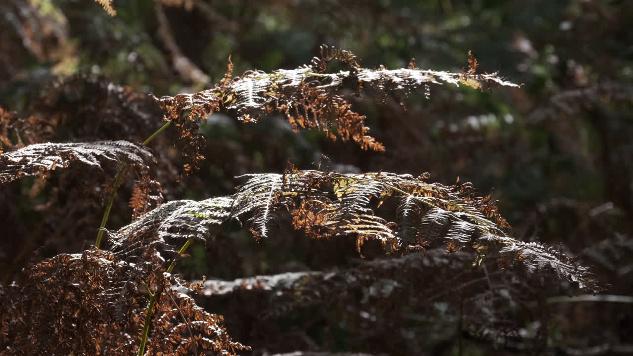 바람이 불고 가을 햇살이 영국 숲의 일반적인 고사리 식물을 비춘다