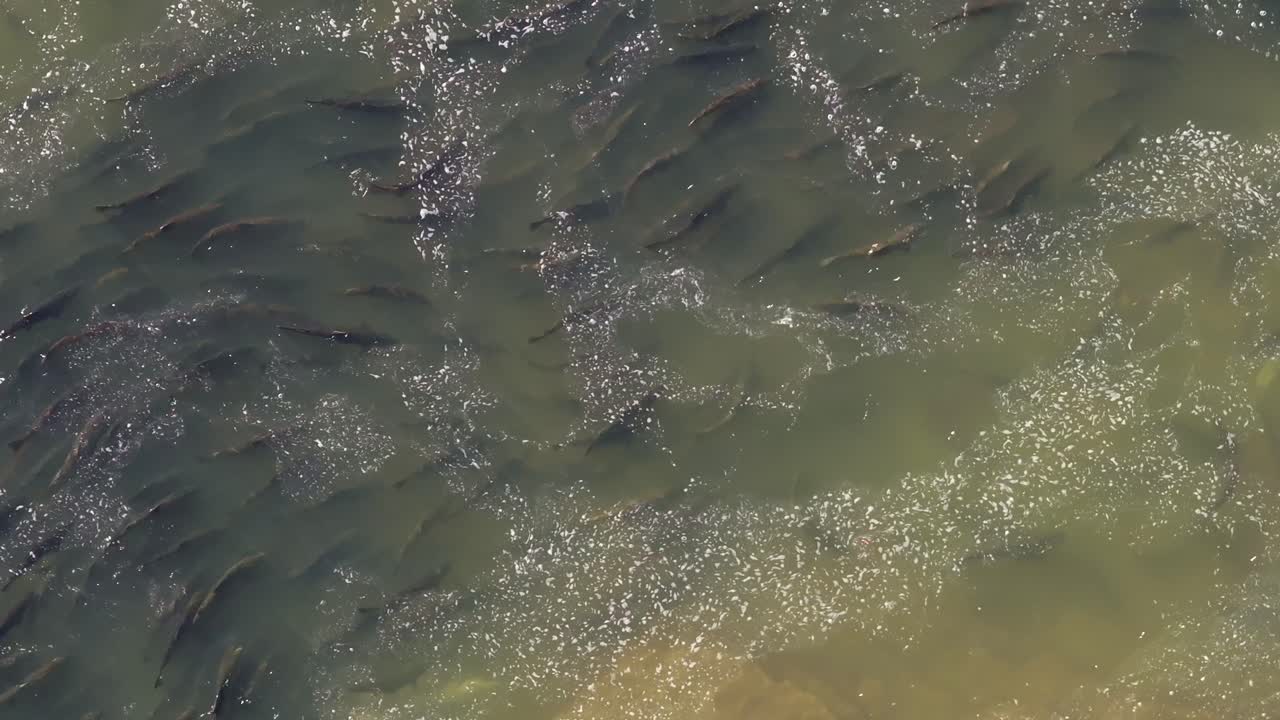 A large group of salmon swimming upstream during a migration in shallow water, aerial view