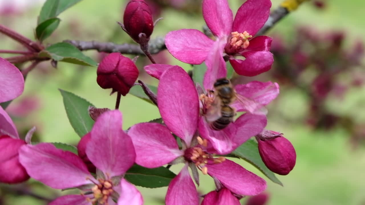 Close up of a tree branch with pink flowers in full bloom in the park