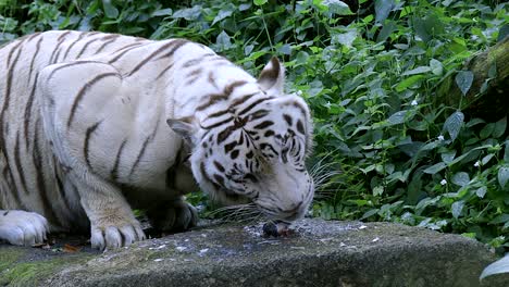 Un-Tigre-Blanco-Hambriento-Comiendo-Cabeza-De-Pescado-En-La-Roca-En-El-Zoológico-En-Cámara-Lenta---Toma-De-Primer-Plano