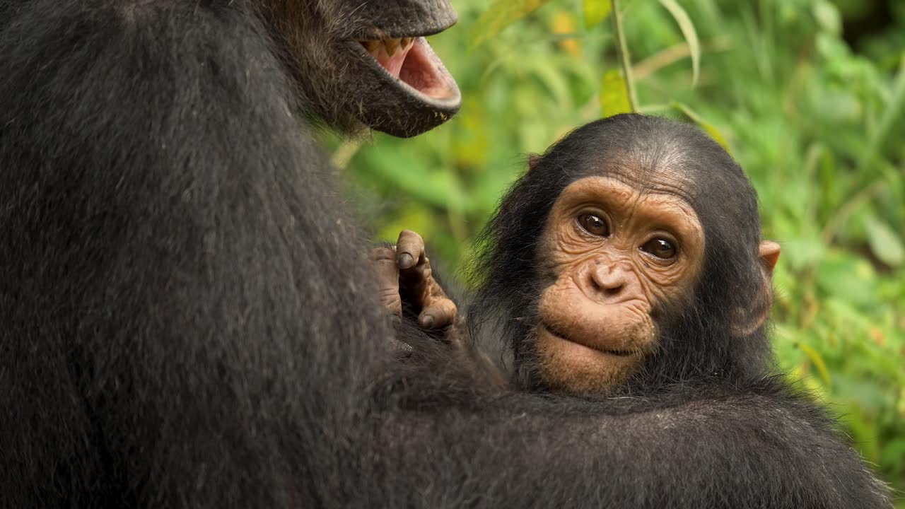 imágenes en primer plano de un chimpancé bebé mirando a la cámara