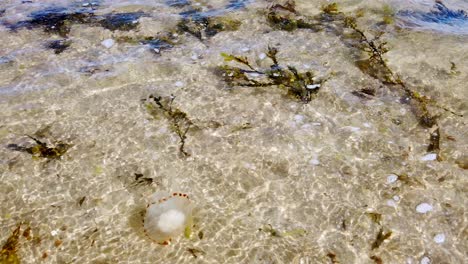 Medusas-De-La-Brújula-A-La-Deriva-En-Aguas-Poco-Profundas,-Cálidas-Y-Brillantes-De-La-Marea-Oceánica-Galesa