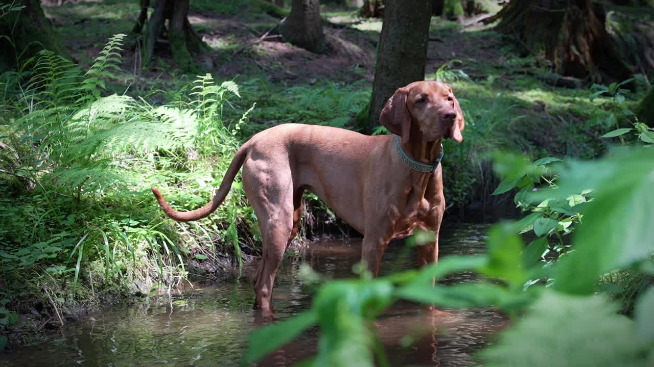 A Vizsla dog standing in a forest stream