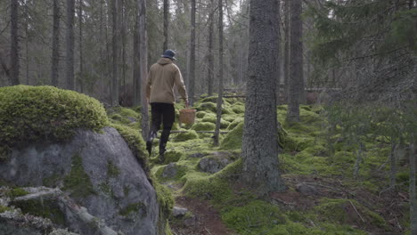 person carries basket hiking in boreal taiga forest in spring time, berry and mushroom harvesting season