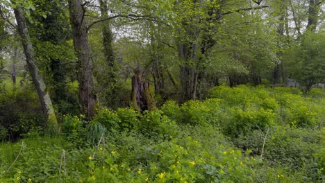 beautiful forest full of colourful vegetation and yellow flowers