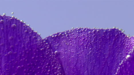 primer plano de pétalos de flores púrpuras con burbujas