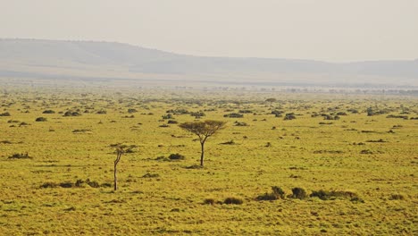 african savanna landscape scenery aerial shot with wildlife safari animals and amazing beautiful masai mara in africa, kenya hot air balloon flight, view flying over maasai mara high up above