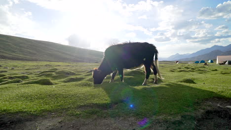 a cow grazing on grass in markha valley india, near to a tent camp on the way on a sunny day
