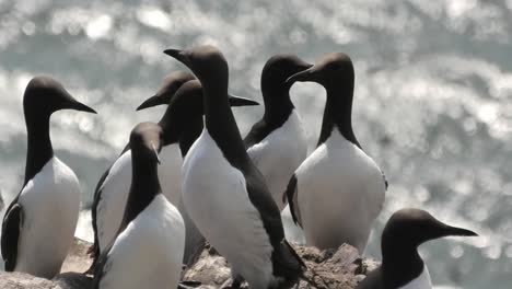 Eine-Nahaufnahme-Von-Trottellummen-Auf-Einem-Fowlsheugh-Felsen