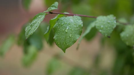 beautiful green leaves are covered in sparkling rain droplets, captured in crisp detail and vivid color for a fresh nature background.