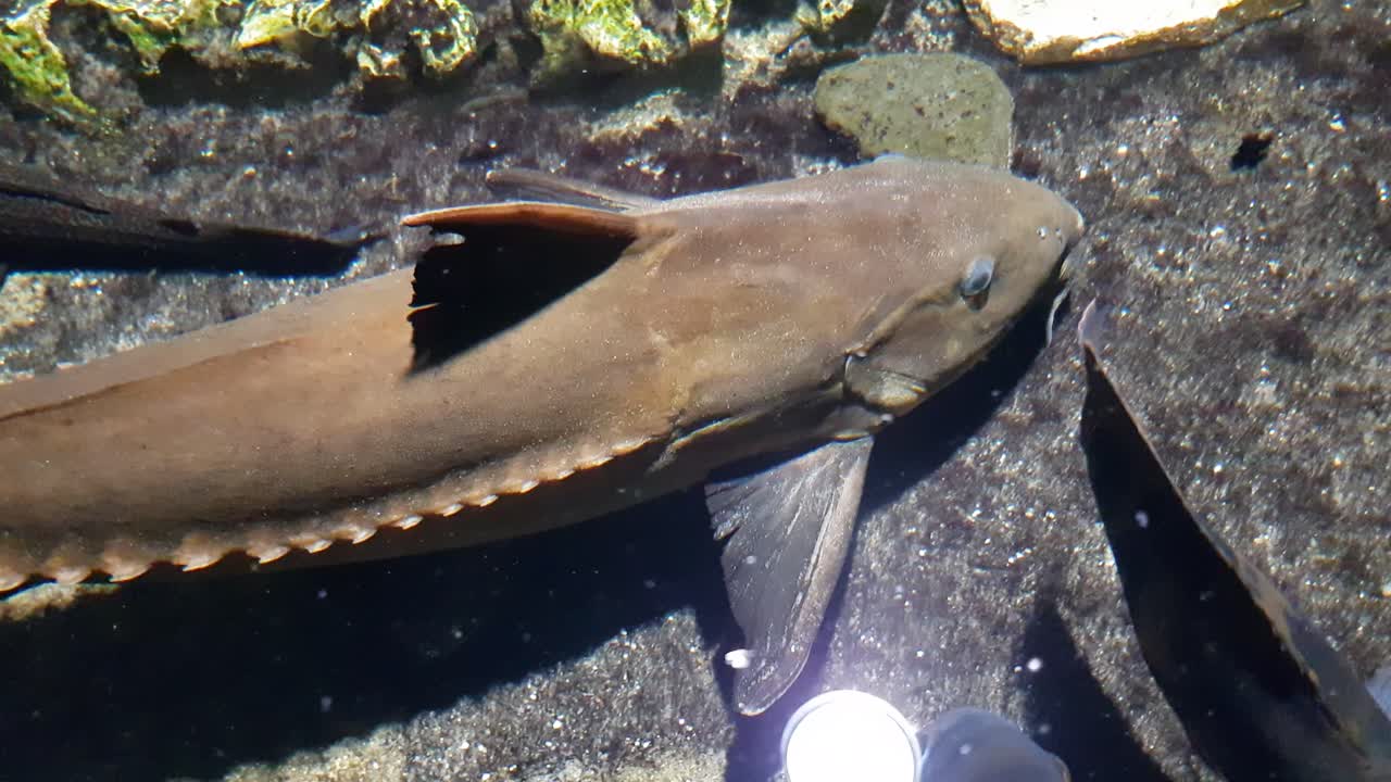 Ripsaw catfish close up shoot, swimming next to camera