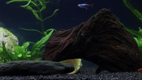 close-up of swordtails, guppies and neon fish in a freshwater aquarium