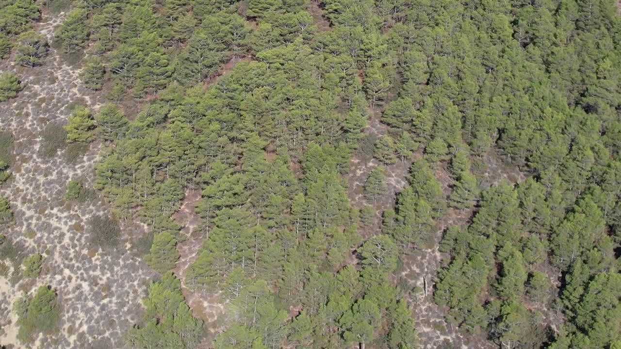Aerial view of lush forest landscape in Greece during daytime