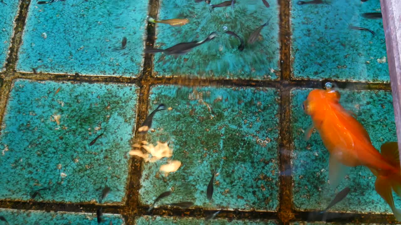 금고기 와 구피 물고기 는 연못 에서 수영 한다