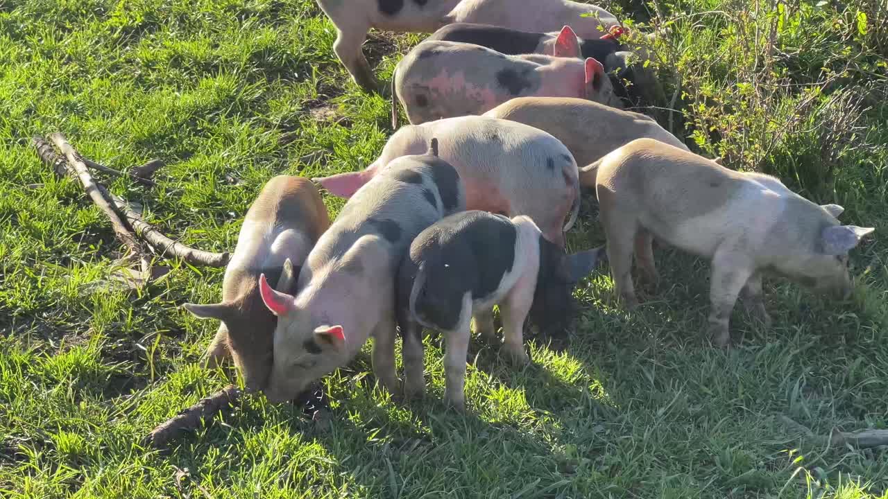 A close up of a group of baby pigs as they interact with each other and eat grass at golden hour on a green field.