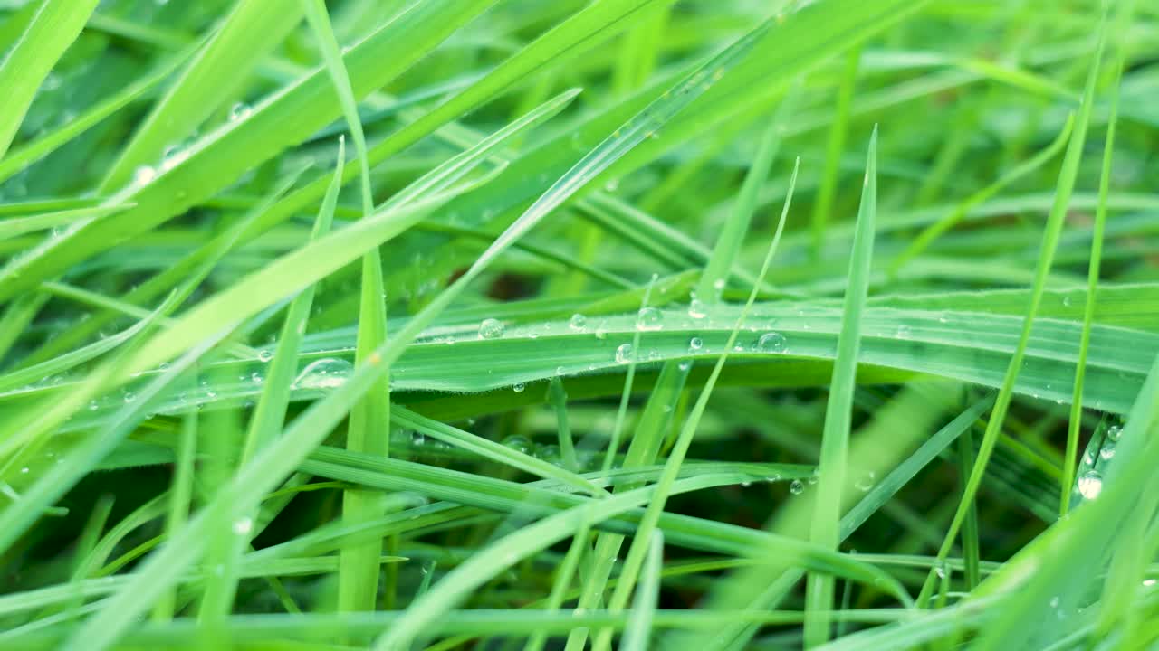 Close-up of Green Grass with Water Droplets
