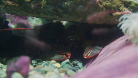 garras de langosta gigante descansando bajo el agua de coral duro