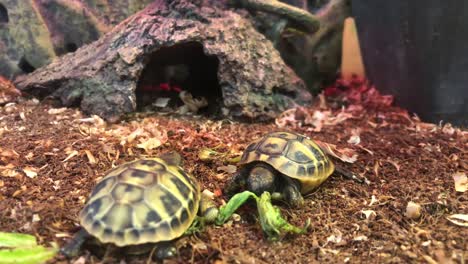 two young turtles resting in a terrarium, a small breed of turtles. 4k video
