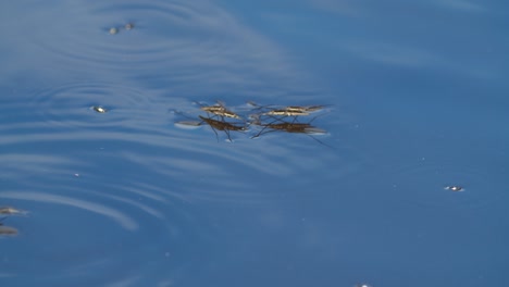 El-Patinador-De-Estanque-Común-O-El-Zancudo-De-Agua-Común-Se-Deslizan-Sobre-El-Agua-En-La-Temporada-De-Cría