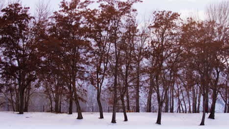 a boy in a red coat runs in slow motion in the early morning at the edge of a forest covered in snow