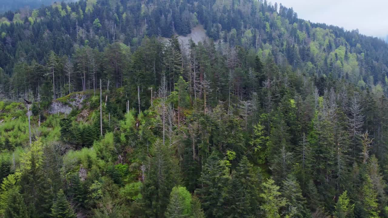 vista aérea en órbita del bosque de montaña oscura en vosges, francia 4k