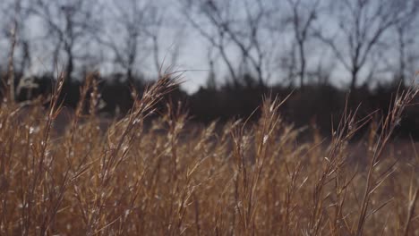 Hohes-Gras-Weht-Im-Wind