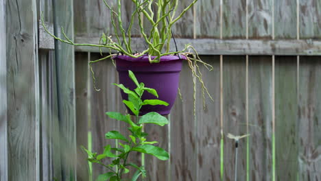 rainfall over garden, hurricane season in florida