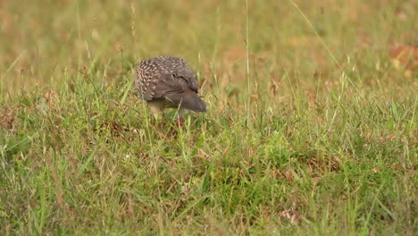 Gefleckte-Taube-Im-Boden,-Die-Nahrung-Findet