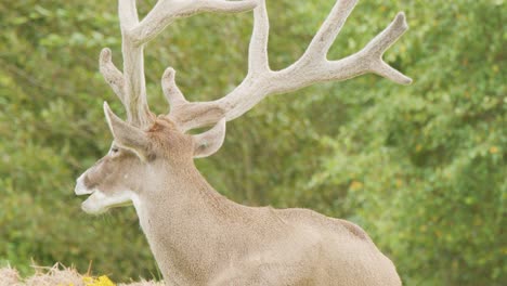 a mature male deer with large velvet antlers slowly turns its head in a lush, green meadow with wildflowers, under soft natural daylight