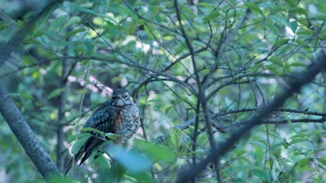 A-speckled-brown-and-white-bird-with-rust-orange-plumage-perches-on-a-branch-in-a-tree