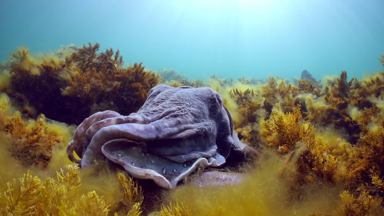 Giant Australian Cuttlefish Sepia apama Migration Whyalla South Australia 4k slow motion, mating, laying eggs, fighting, aggregation, underwater