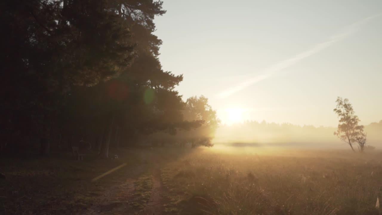 amanecer en un bosque brumoso