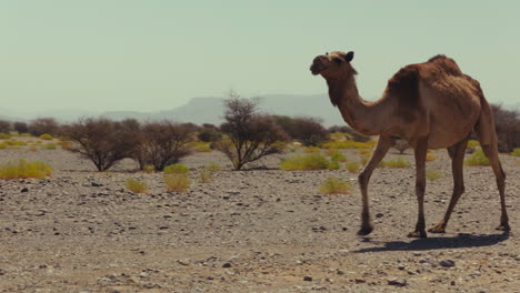camel in a desert landscape