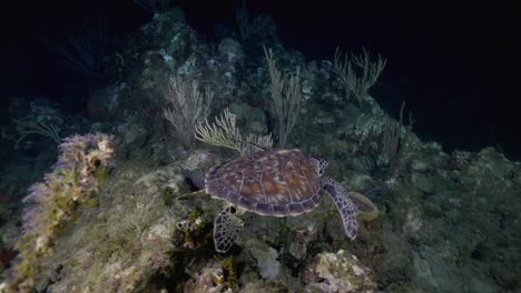 Tortuga-Verde-Nadando-Lejos-De-Un-Buzo-En-Una-Inmersión-Nocturna-En-Las-Cálidas-Aguas-Del-Caribe