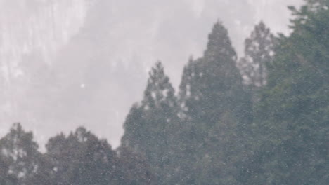 Blizzard-And-Fog-On-Conifer-Forest-In-Cold-Winter-Landscape-Near-Countryside-Of-Gifu,-Japan