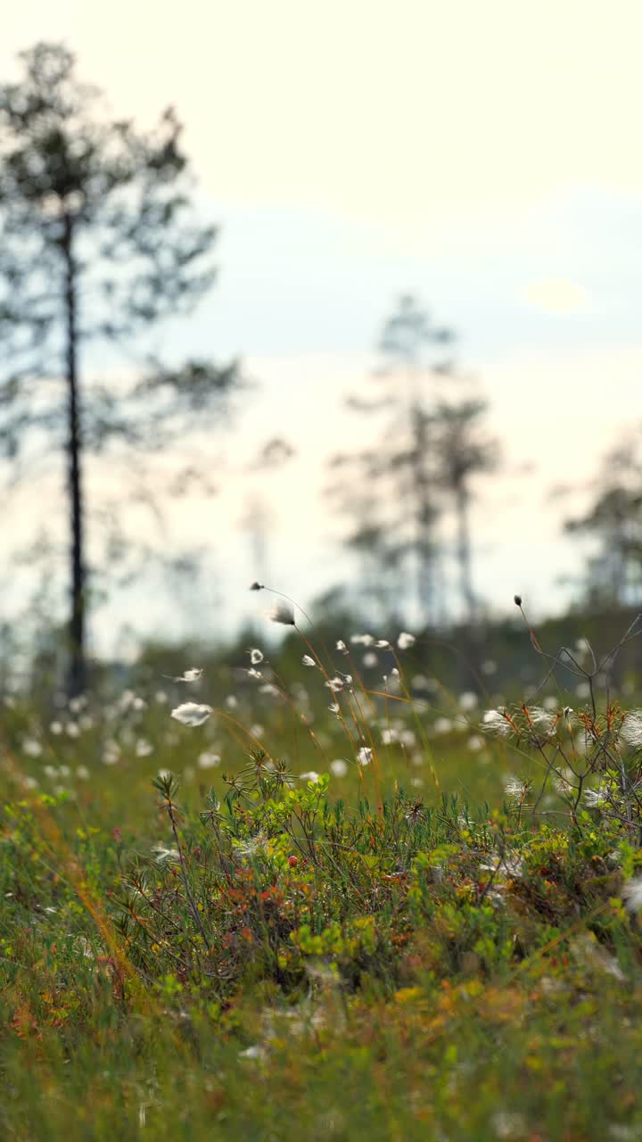 Cotton wool waving in a wind. Beautiful swamp scenery. Vertical video