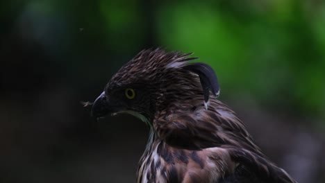 seen bothered by some insects trying to scare them away as it moves its head with a lovely crest, pinsker's hawk-eagle nisaetus pinskeri, philippines