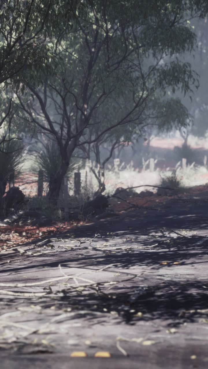 A foggy dirt road through a forest in the Australian outback