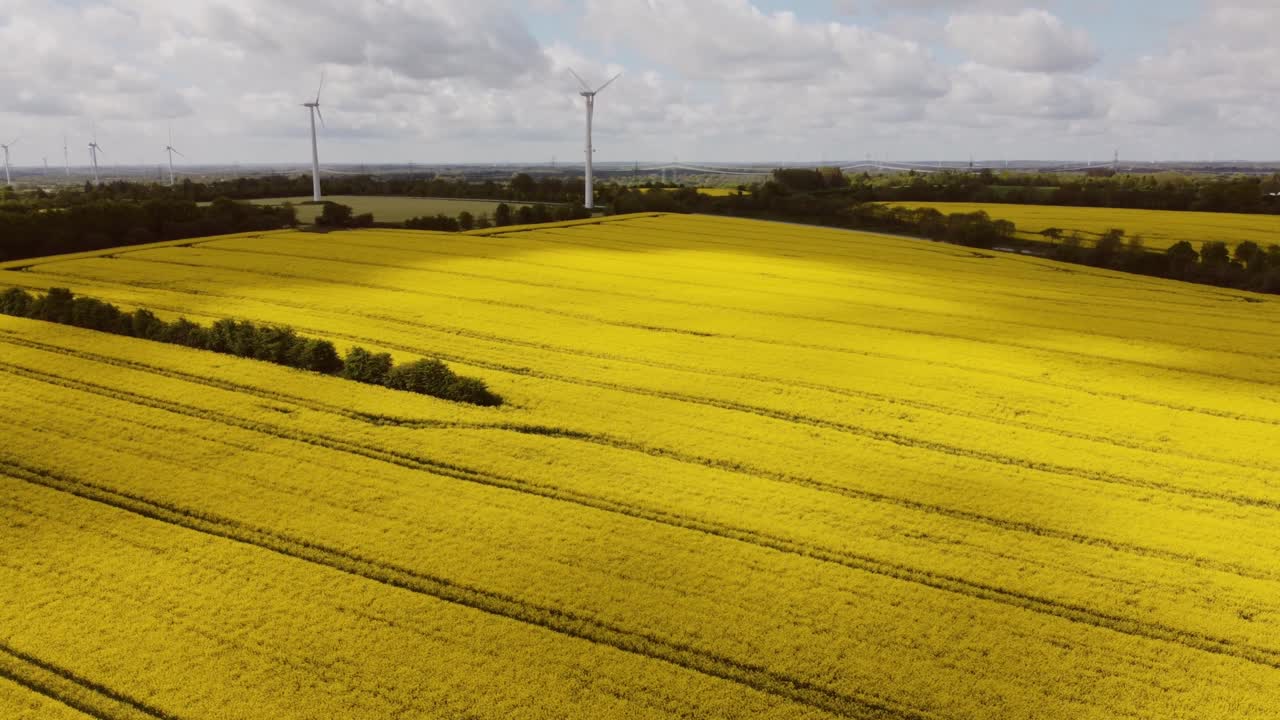 Drone flight over yellow rape field with sustainable energy generating wind mills at the horizon