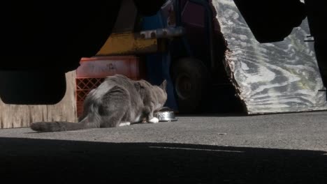 under car view of a stray cat eating food placed by a good samaritan