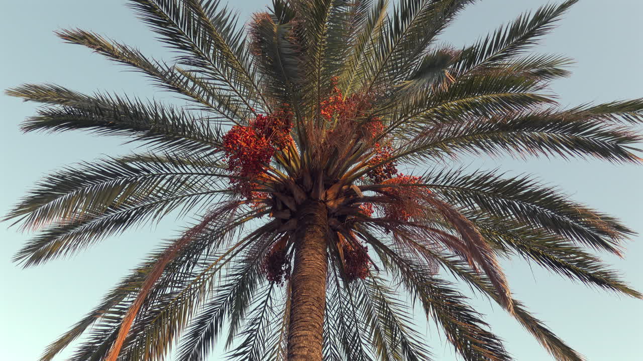 Close-up of a date palm heavy with clusters of green dates in warm evening light against clear sky