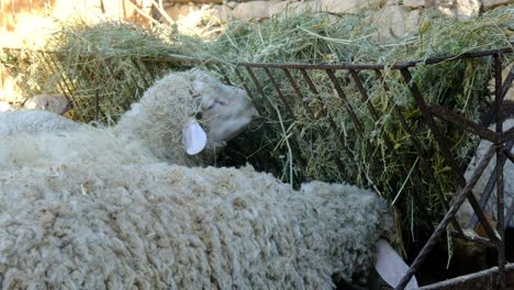 sheep eating yellow grass