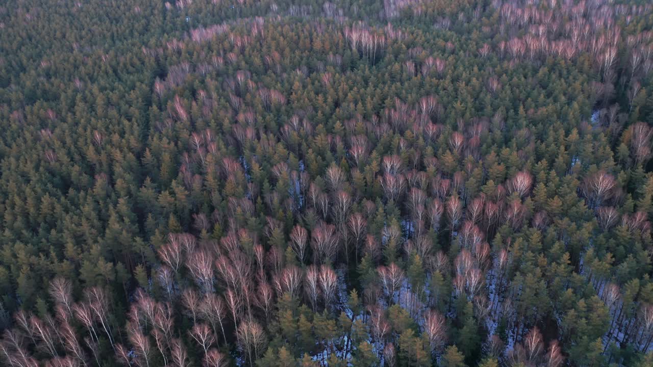 ILMAKUVA: Mänty- ja koivumetsä värikkäässä auringonlaskun valossa puiden päällä.