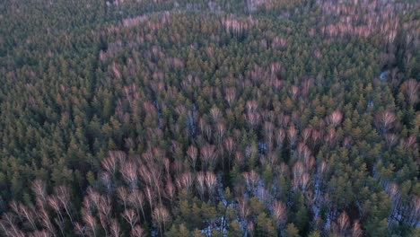 aerial: pine and birch forest with colourful sunset lighting on trees