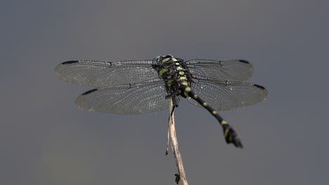 The-Common-Flangetail-dragonfly-is-commonly-seen-in-Thailand-and-Asia