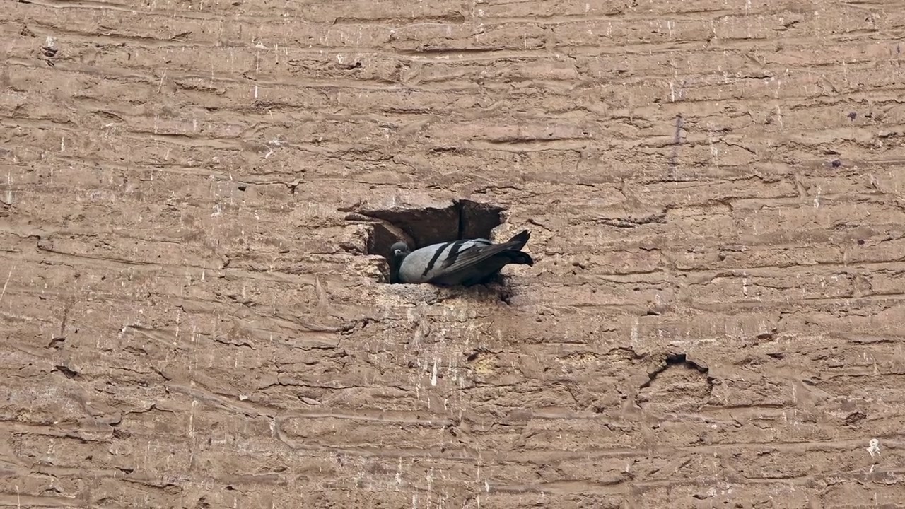 Pigeon Resting in a Hole in an Old Brick Wall