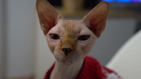 egyptian cat hairless indoors at home for christmas during winter wearing a sweater