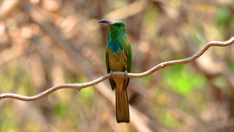 El-Abejaruco-De-Barba-Azul-Se-Encuentra-En-La-Península-De-Malaya,-Incluida-Tailandia,-En-Claros-De-Bosques-Particulares