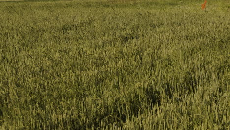 Field-of-green-crop-stalks-blown-by-summer-breeze-in-sunlight,-Georgia