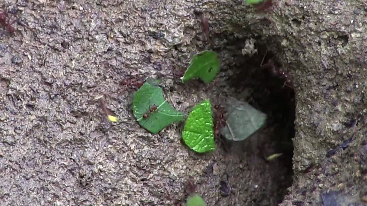 나뭇가지 위를 행진하는 잎꾼개미 1